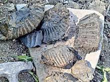 Горные породы возрастом 150 млн лет обнаружили в Самарской области