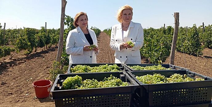 Эксперты федерального проекта «Винный гид России-2025» провели аудит винодельческих хозяйств Дона