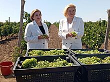 Эксперты федерального проекта «Винный гид России-2025» провели аудит винодельческих хозяйств Дона