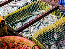 За 2024 год производство рыбопродукции в России сократилось на 5%