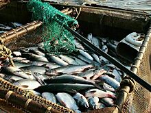 Российской рыбе найдут место на полке магазина