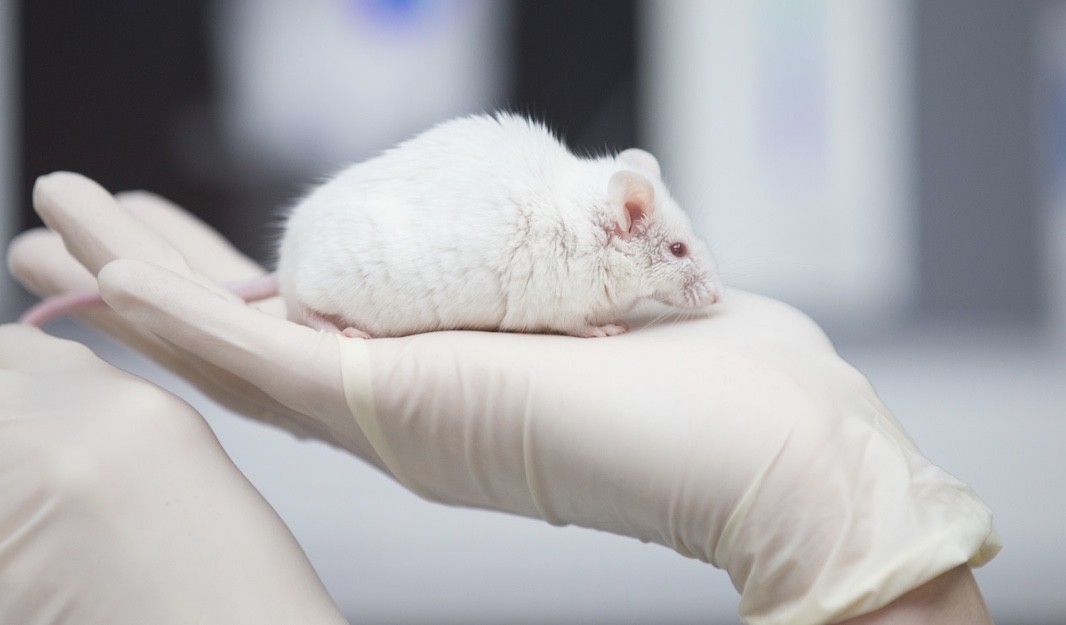 Созданы мыши с суперслухом