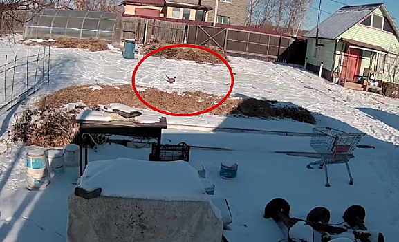 Голодные фазаны из-за снегопада раскапывают грядки в Верхнеблаговещенском