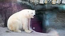 «Подводный балет»: в Московском зоопарке показали плавающую медведицу Айку