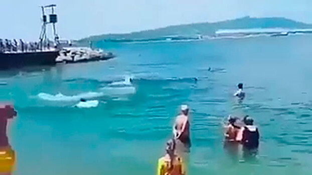 В Геленджике дельфины подплыли к самому берегу и устроили шоу: видео