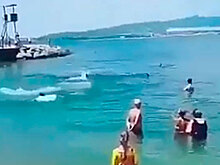 В Геленджике дельфины подплыли к самому берегу и устроили шоу: видео