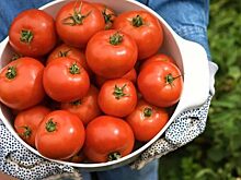 Вкусные ранние сорта помидоров: какие выбрать семена помидоров, чтобы быстро получить урожай сочных плодов