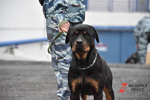 В Салехарде кинологи с собаками проверили аэропорт