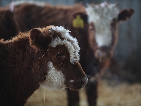День Мамонтия: что важно сделать 15 сентября