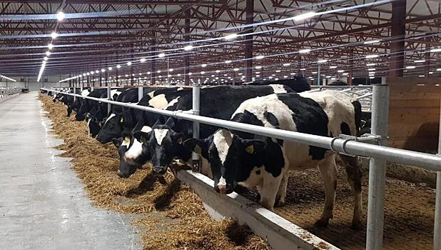 В Самарской области построят новый животноводческий комплекс