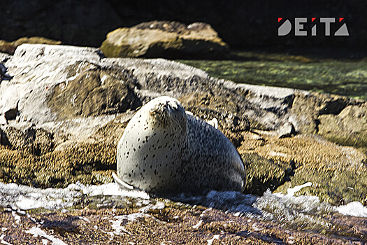 На Камчатке ищут способ спасти сивуча, которого душит пластик
