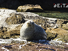 На Камчатке ищут способ спасти сивуча, которого душит пластик