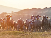 В Европе растет заболеваемость блютангом — ВОЗЖ