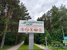 Экоактивисты раскритиковали решение властей благоустраивать кемеровский бор