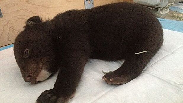 В Приморье спасенный из тесной клетки медвежонок залег в спячку