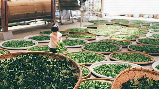 Китайский чай стал объектом ЮНЕСКО