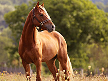 Ход конем: в Татарстане состоялись соревнования по борьбе на конях