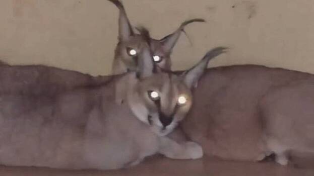 Десять каракалов и бенгальских кошек спасли при пожаре в Химках