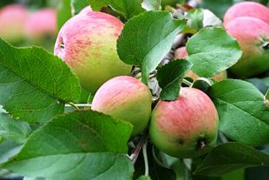 Адыгея планирует поставлять саженцы яблонь в Италию