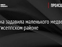 Машина задавила маленького медведя в Кингисеппском районе