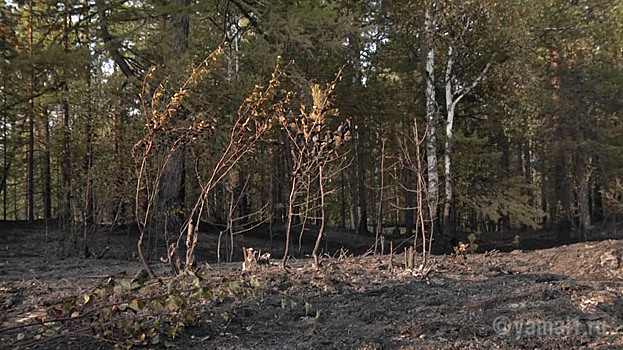 В ряде районов Удмуртии запретили посещать леса с 16 августа
