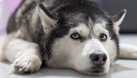 В Москве спасли провалившуюся под лед собаку Умку