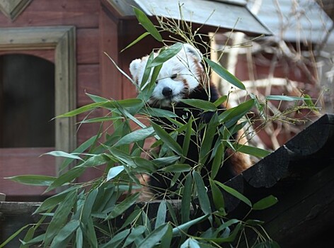 Из зоопарка Сиэтла сбежали красные панды