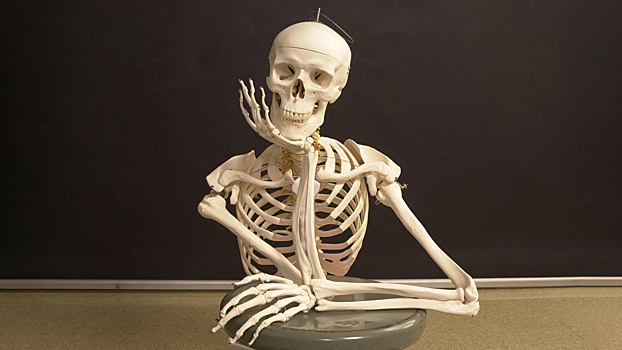 Учёные нашли способ восстановить разрушенные болезнью женские кости