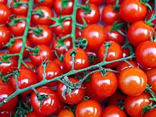 О новых способах борьбы с томатной молью расскажет эксперт на III сельскохозяйственном форуме «Плоды и овощи России-2021»