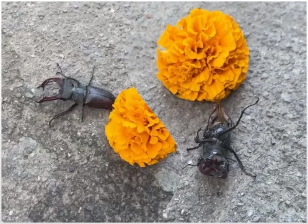 Не мог перевернуться: в Самаре спасли необычного жука-оленя