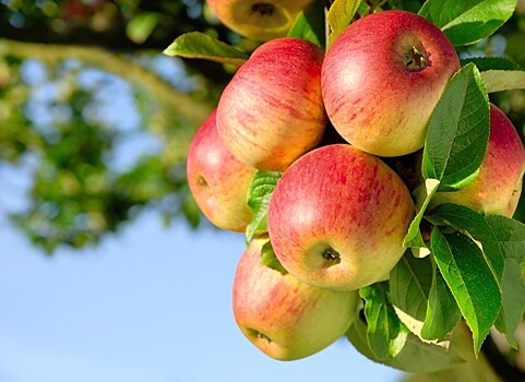 Врач-диетолог рассказал, сколько яблок в день можно съесть без вреда для здоровья
