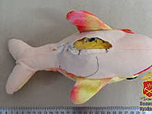 В Кузбассе нашли дельфина с интересной «начинкой»