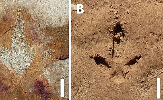 В Бразилии нашли наскальные рисунки рядом со следами динозавров