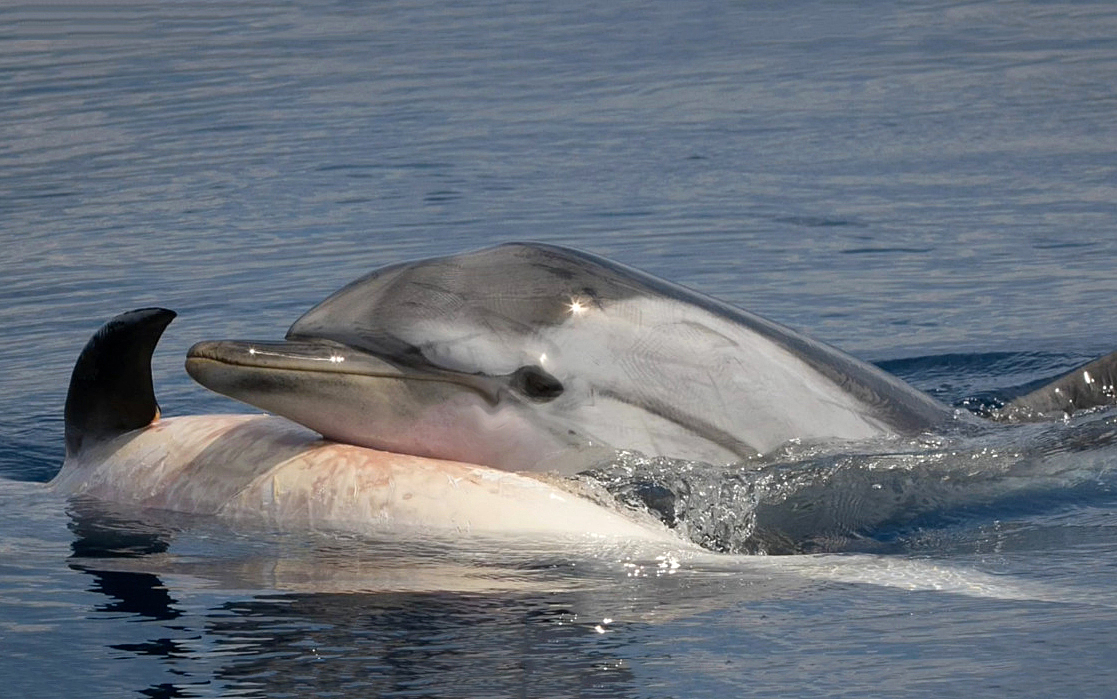 Способность китов и дельфинов горевать связали с размером их мозга
