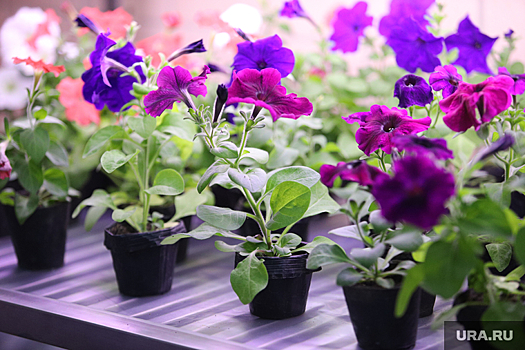 В марте курганцы начнут сажать помидоры, перцы и петунии