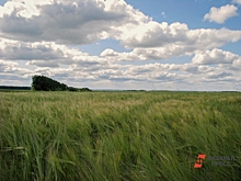 Рязанский агрохолдинг оштрафовали за неухоженную землю