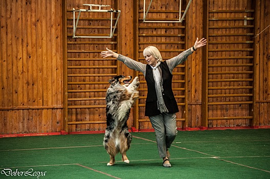 Зажигали под радио-хиты: смотрим, как собаки с хозяевами танцевали на соревнованиях в Берёзовском