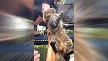 Жители Кузьминок спасли кота с помощью обращения на портале «Наш город»