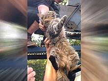 Жители Кузьминок спасли кота с помощью обращения на портале «Наш город»