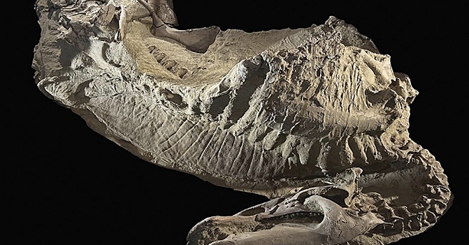 «Ужасный ящер»: что известно о первом динозавре с копытами