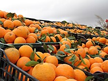 Ученые выяснили, что апельсины помогают зрению