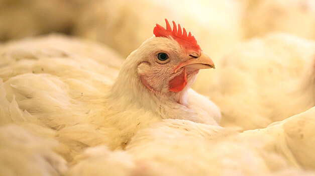 Ученые выяснили, что курицы краснеют от злости и радости
