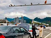 Фото дня: ДТП, причиной которого стал зад обезьяны