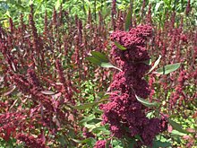 3 новых сорта киноа со съедобными листьями проходят испытания в Руанде