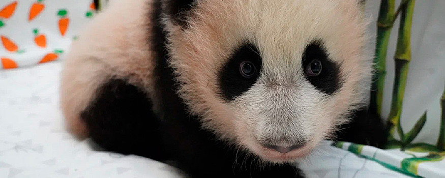 Популярную панду Катюшу из московского зоопарка осмотрели специалисты