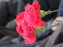 Свыше 2 млн значков «Красная гвоздика» продали в 2016 году в России