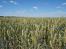 Новая технология питания озимой пшеницы проходит апробацию в Ростовской области