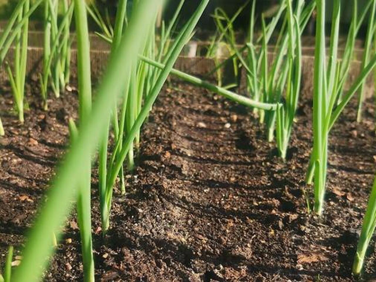 Прогретая почва для посадки лука