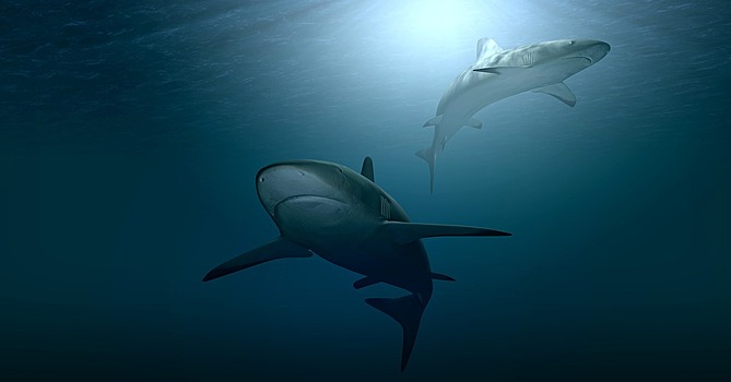 Власти Владивостока перечислили акватории, где возможны встречи с акулами