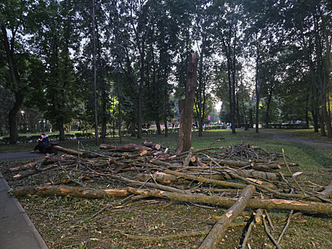 Прокуратура проверит законность вырубки деревьев в парке «Быханов сад»